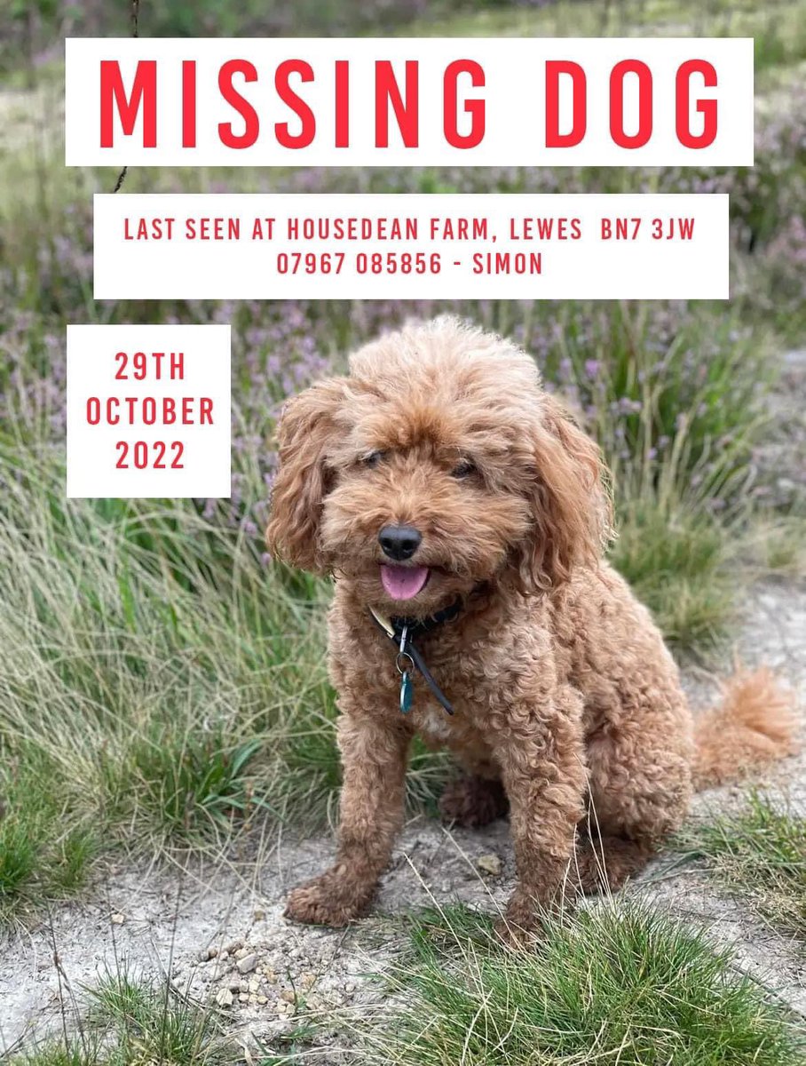 rosieDoc2's tweet photo. NO SIGHTINGS - BEEN OUT SEARCHING SINCE FIRST LIGHT - PLS KEEP SHARING ESP TO AREA
RUBY missing #HousedeanFarm Brighton Road, #Lewes EAST #SUSSEX #BN7 29/10/22
Female/OLDER ADULT #Cockapoo fox red
TAGGED/CHIPPED/TATTOOED/SPAYED https://t.co/PwFqbuqDgE
@LewesFCWomen @LewesFCMen https://t.co/FPzGx4C3Lt