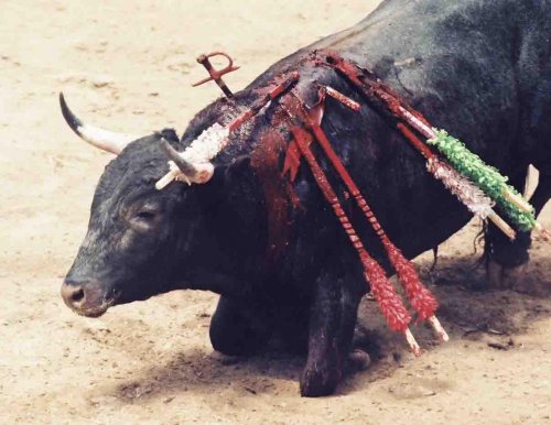 CRAC_Europe's tweet photo. Il est bon de rappeler que ls spectacles de #corrida excitent ls instincts les + cruels chez l'homme😱
8/10/2011, n'oublions pas ls militants pacifiques lynchés par ds aficionados haineux à #Rodilhan #Gard
https://t.co/AlqbFtQa22
Même violence
#24novembreCorrida @CaronAymericoff https://t.co/piaBEfonV7