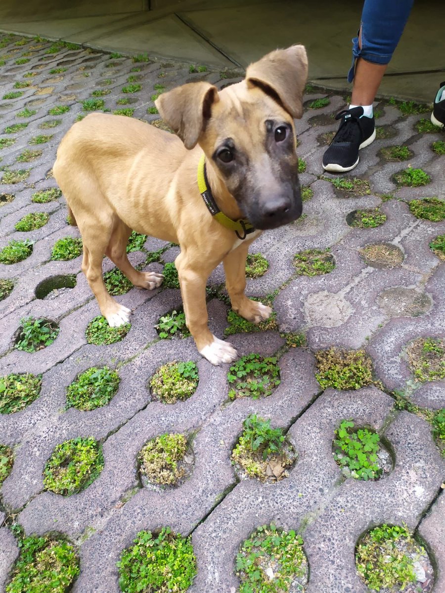 s_reyes97's tweet photo. @La_Portales 

Ayer se encontró a esta perrita por las calles de Víctor Hugo y Canarias en la Portales. Traía un collar sin placa. Se tiene resguardada a la perrita, se busca a su familia o en su caso quien pudiera adoptarla. Hoy se le vacunó y desparasitó. https://t.co/lQw0un3Dgw