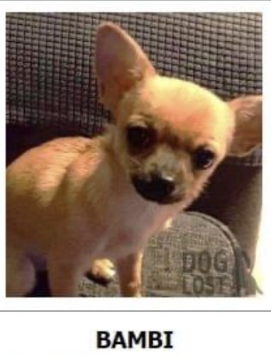 BAMBI ONLY A PUP STILL MISSING FROM OWNERS GARDEN - ITS NEARLY #bonfirenight ITS REALLY URGENT WE FIND HER FAST TY #BROOKSIDE IN #GARDENCITY #Flintshire #CH5 28/10/22 LOCALS HELP🆘 doglost.co.uk/dog-blog.php?d… @FlintshireChron @FlintshireCC @mazzy1412 @juliagarland73 @gelert01