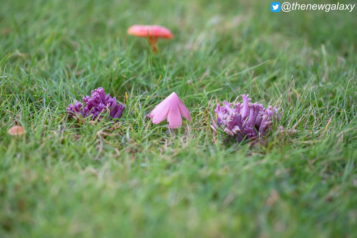 30/10/22 Cumbria - Rebecca's already beaten me to getting this up on Twitter, but I had to post it myself too. Clavaria zollingeri (Violet Coral) and Porpolomopsis calyptriformis (Pink Waxcap) #fungi growing side by side in ancient grasslands on the banks of the Lune #FungiFriday