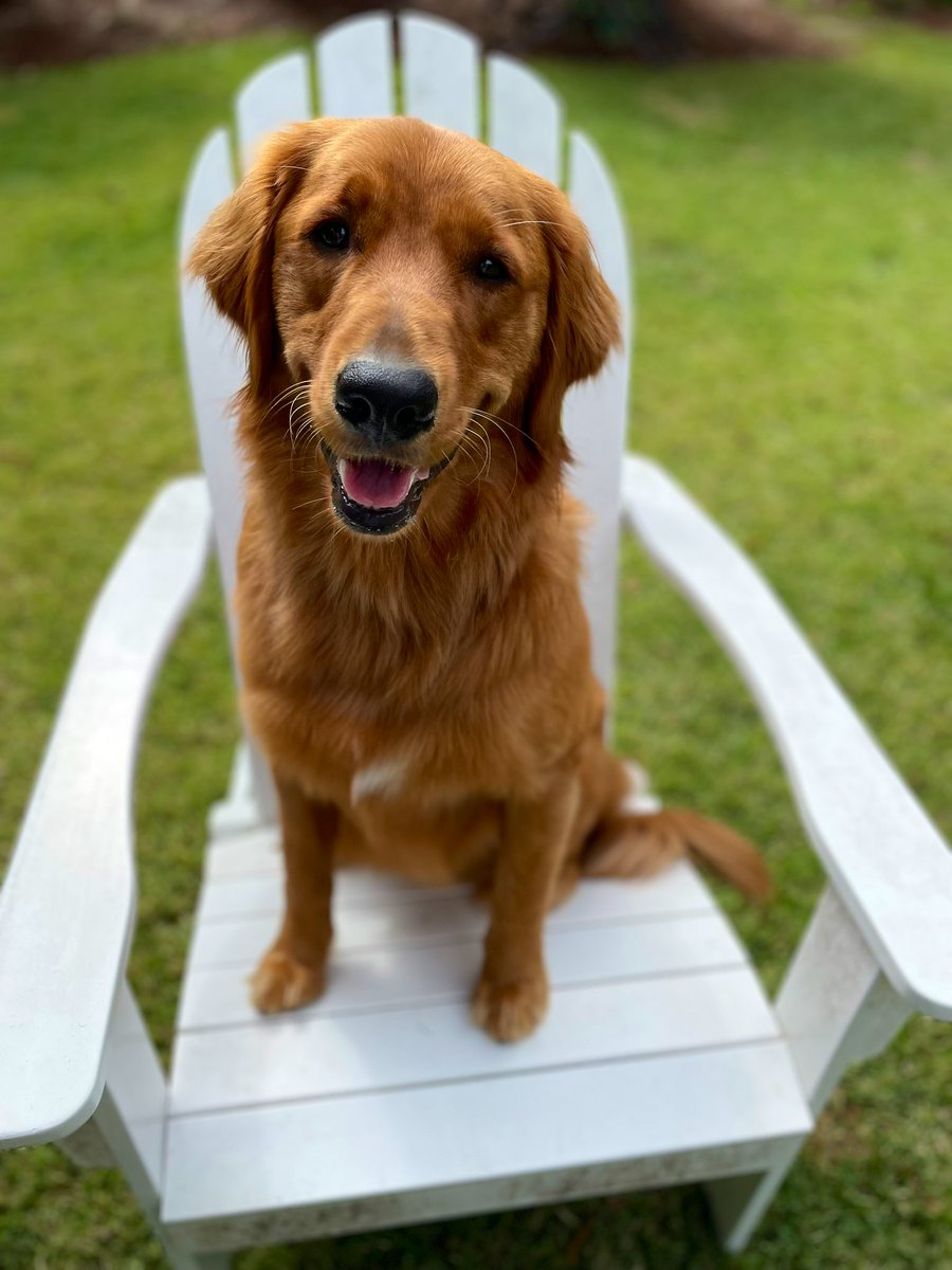 “The Pup Dogs” Pup4, 5 & 6 (OTR1,2 &3) tweet media