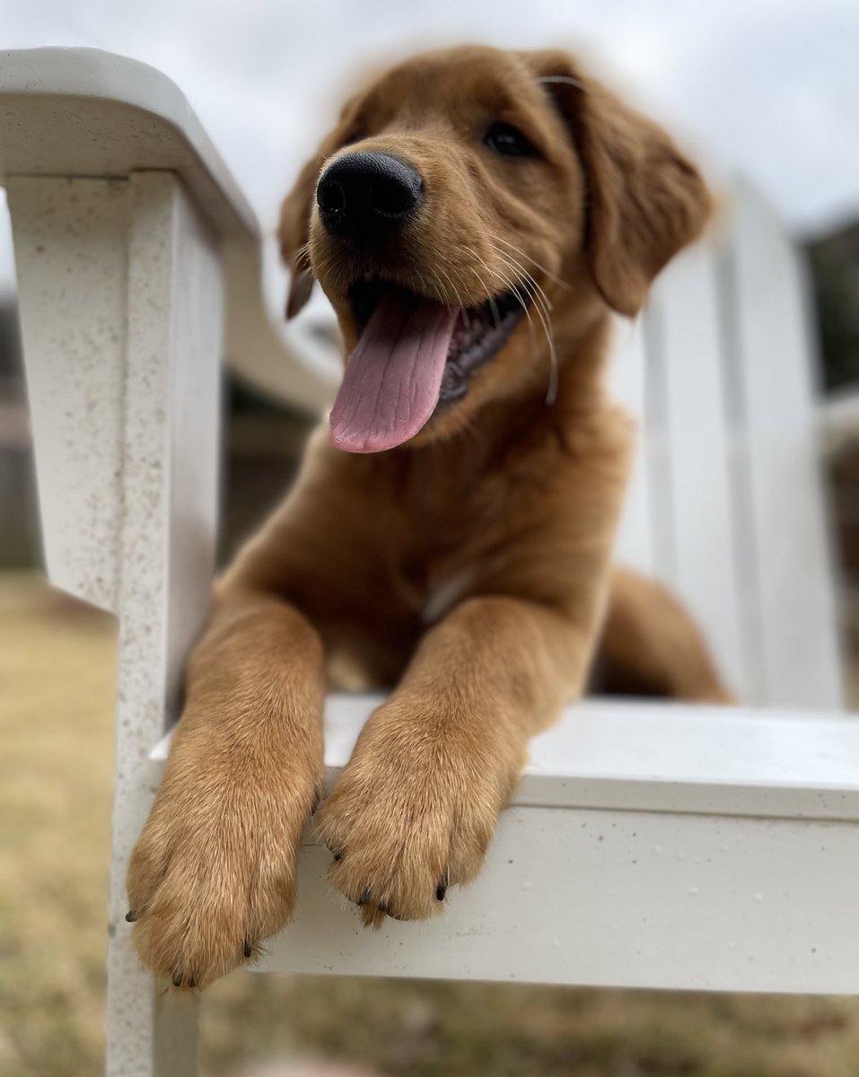 “The Pup Dogs” Pup4, 5 & 6 (OTR1,2 &3) tweet media