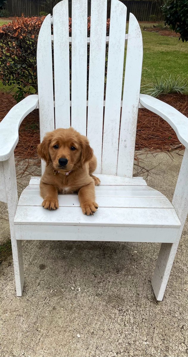 “The Pup Dogs” Pup4, 5 & 6 (OTR1,2 &3) tweet media