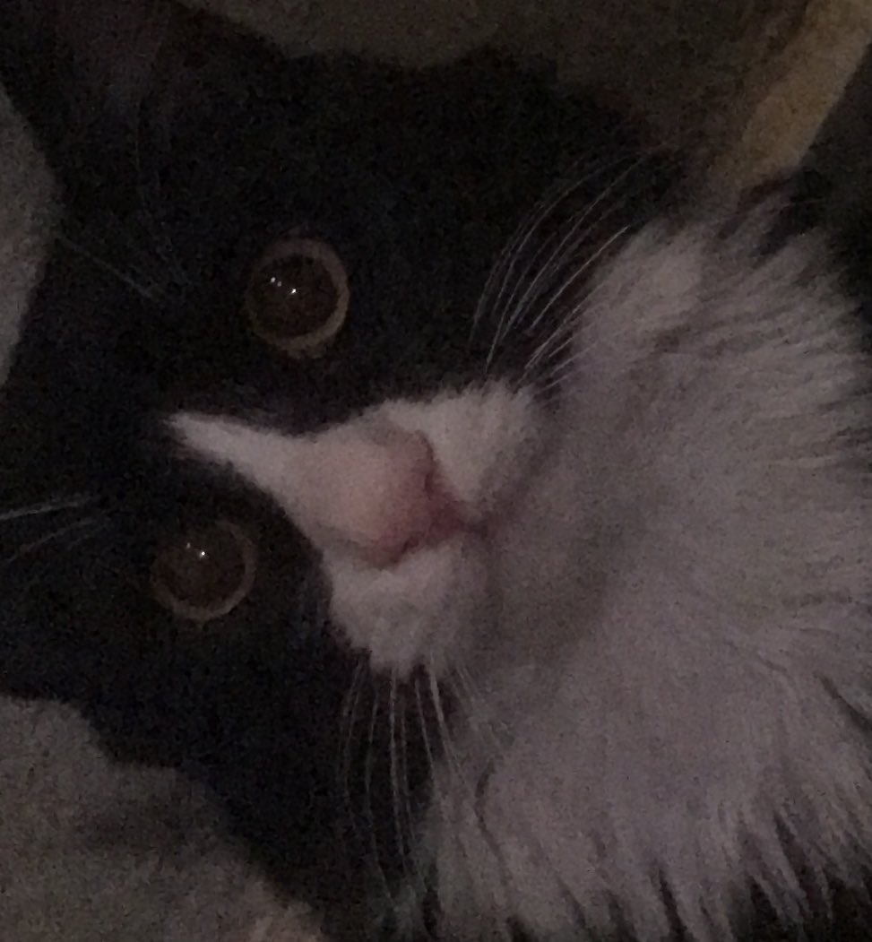 khmdzadeh's tweet photo. Statistika adı gələndə mənim sifatül eşgalül meoww https://t.co/9xFYEhc8pN