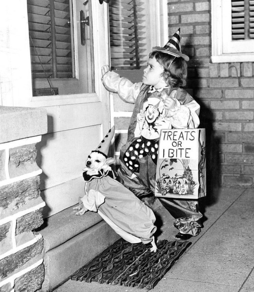 munchkincoff's tweet photo. Treats or I bite! 🤪 🍬🍬🍬
#Halloween #TrickorTreat #1940s #historyofdogs #dogsoftwitter https://t.co/O7zy5jQAxE