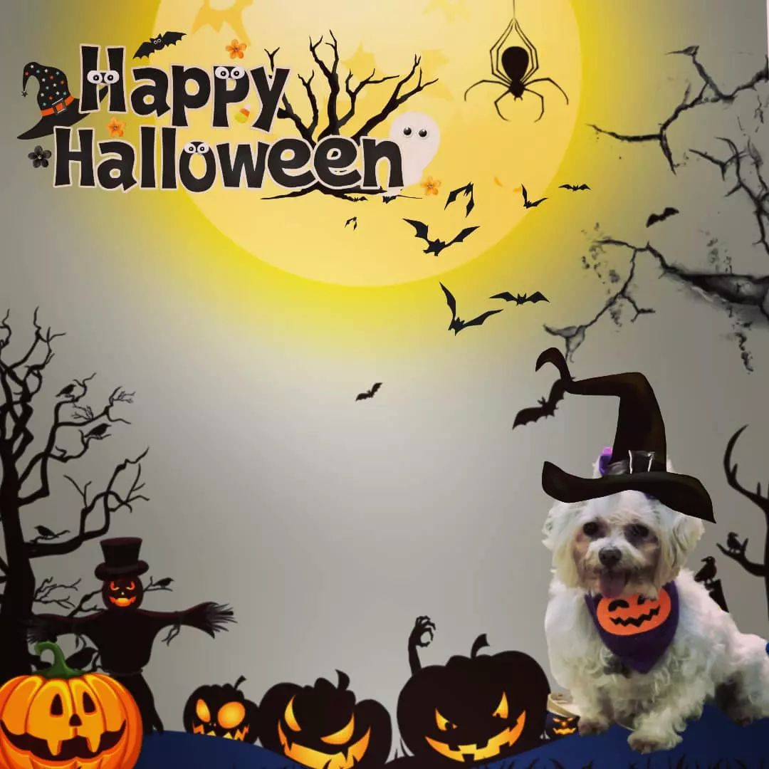 RahulRa28351748's tweet photo. Happy Halloween 🎃🎃👻🎃🎃🎃 https://t.co/HYKxSCHGGA