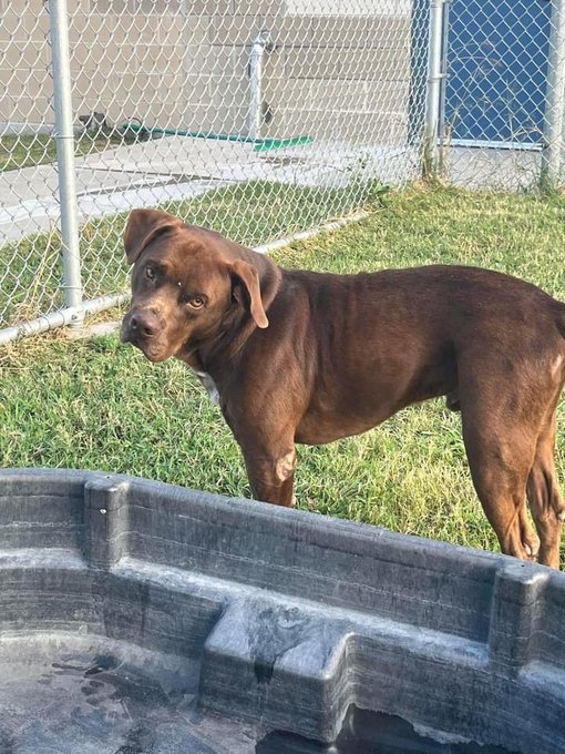 psychicwhisper3's tweet photo. 🐾🍫DAMON🤎🆘#A349821 #CCTX 
🐕Neutered Male 5Yrs APBT Mix❤️
 Limping On Left Rear Limb😢Old Injury
 Or Chronic Arthritis/With Pressure Points
 On Elbows😟Such A Good Boy😍
 Confiscated Now☠️⛔️11/09/22⛔️☠️
 Please #RT #PLEDGE4RESQ🙏 
 #SaveDAMON🙏🏥🏃‍♀️#AdoptDontShop
 INFO⬇️ https://t.co/RIojZB7yaE