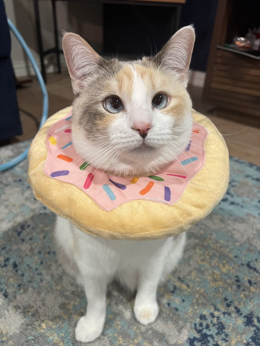 Panko A. Cat’s Mom tweet media