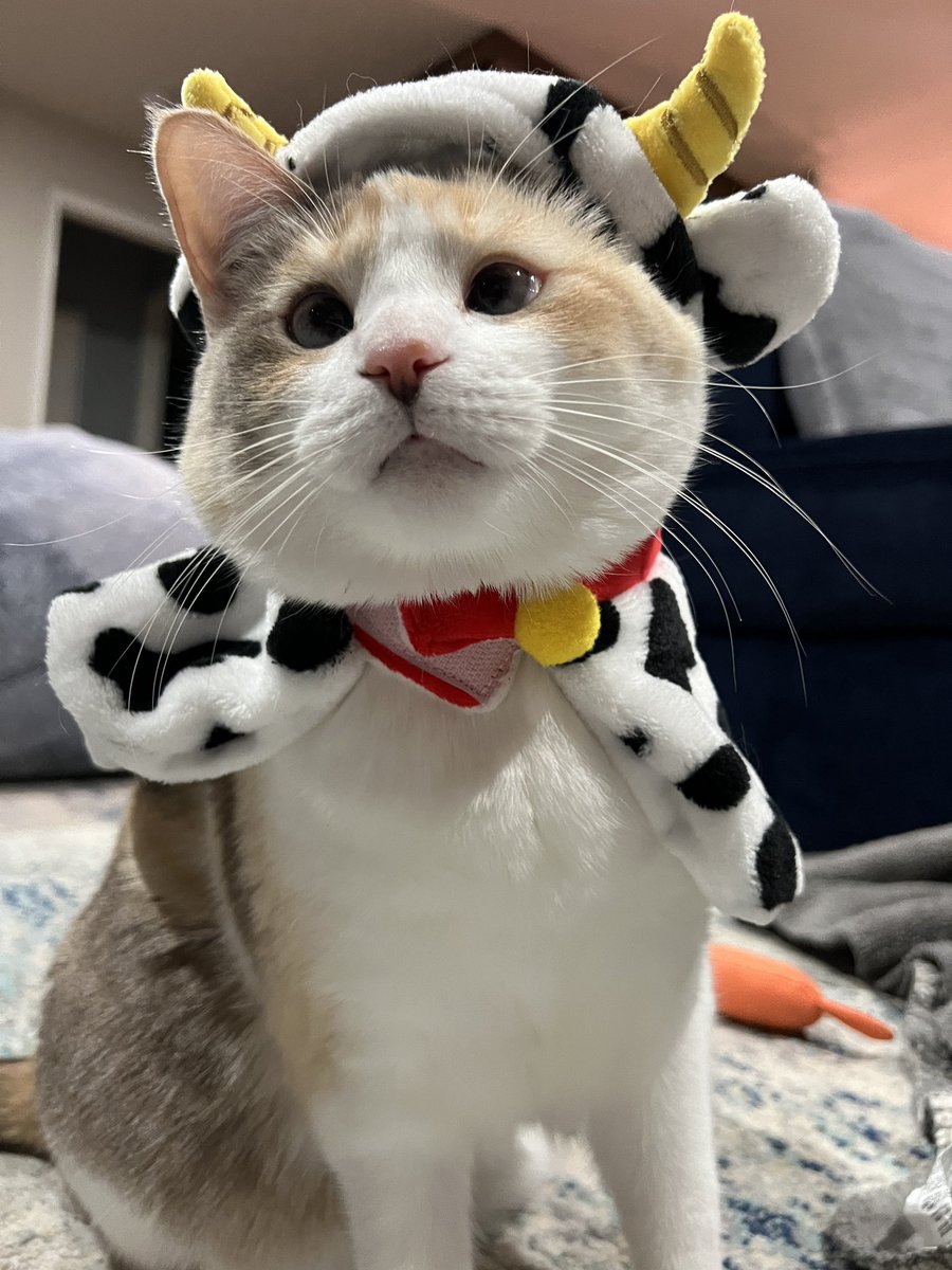 Panko A. Cat’s Mom tweet media