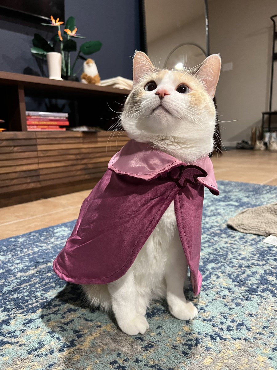 Panko A. Cat’s Mom tweet media