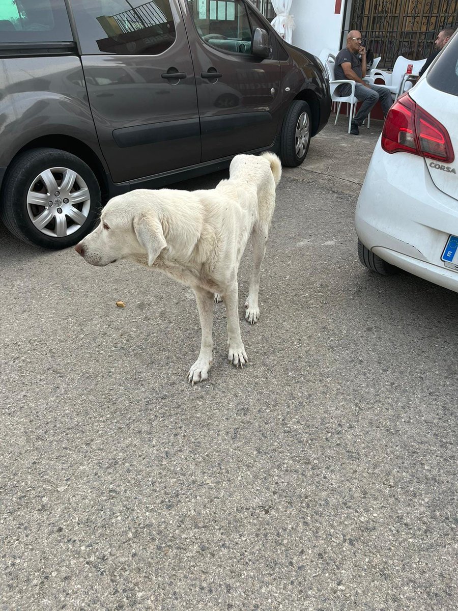 AYUDA ANIMAL CHICO tweet media