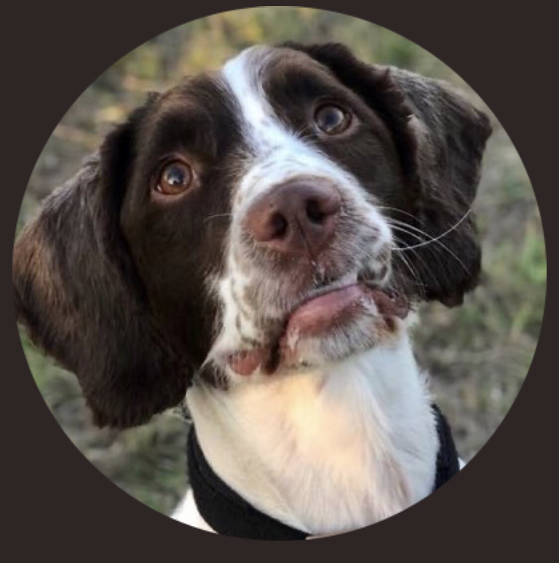 racist pets (@racistpets) on Twitter photo 