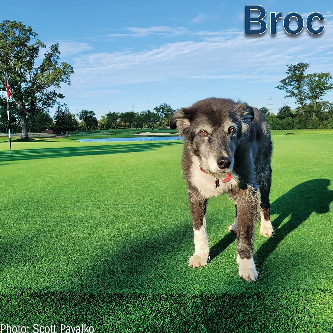 Our next 2022 #UnderdogsofTurf submission is Broc, and this pup wants to see you on the course! Thanks <a href="/spavalko/">Scott Pavalko</a> for submitting your pup! 

Thanks John Deere and <a href="/RainBirdGolf/">RainBirdGolf</a> for sponsoring our underdogs! 

(Photo: Scott Pavalko)
