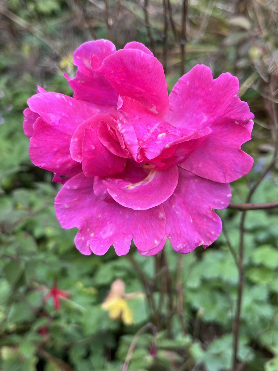 Today’s favourite rose - Sir Clough #pinkroses #myroses #mygarden #GardeningTwitter #gardening