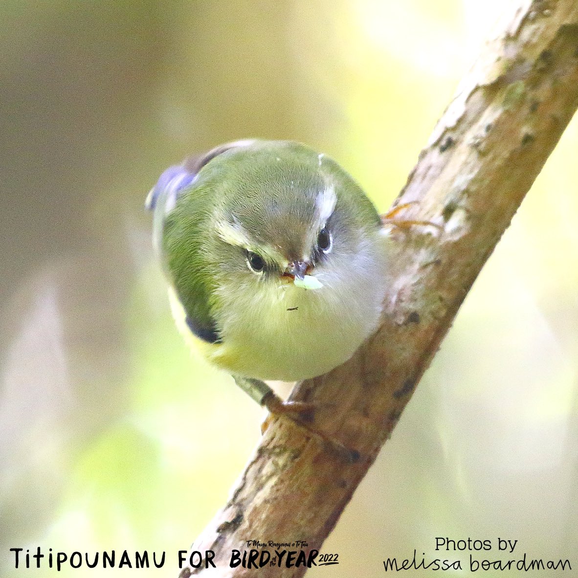 Titipounamu (Rifleman) for Bird of the Year tweet media