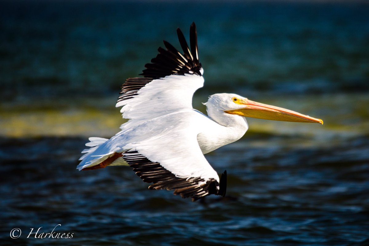 JohnLongboatKey's tweet photo. The White Pelicans have made their return! #whitepelicans #pelican
#pelicans #birds #wildlife #wildlifephotography #wildlifephotographer #lbk #longboatkey https://t.co/7WvFYITJTk
