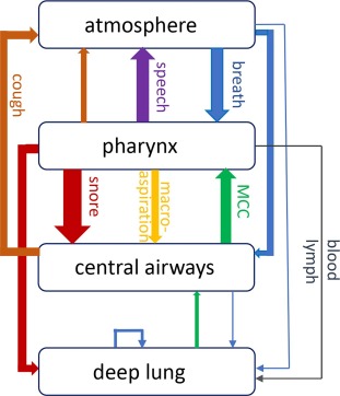 Our aerosol measurements strongly suggest that snoring while suffering from an upper respiratory tract infection can lead to pneumonia

Snoring may transmit infectious aerosols from the upper to the lower r... sciencedirect.com/science/articl…