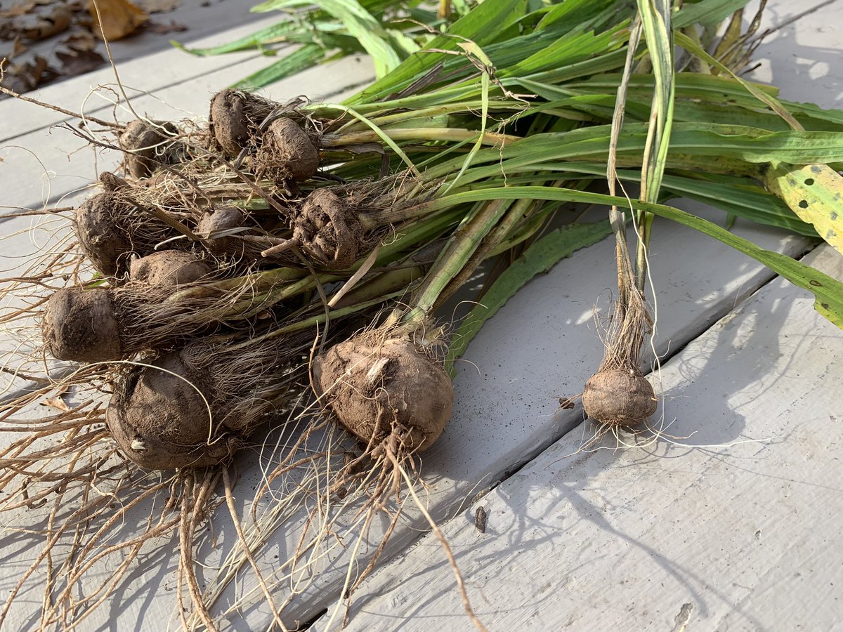 Comps have corms: Liatris spicata spends 1 to 2 years building up its underground resources to fund its spectacular floral display. Here are teenagers, ready for their next home.