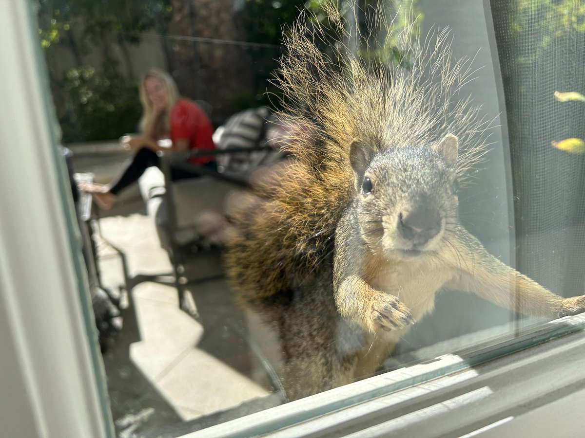 Squirrel wants in. Has a bunch of questions about the future of the DCU.