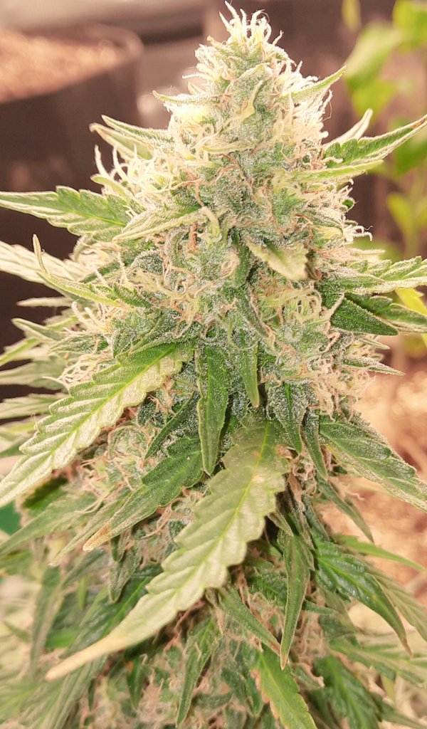 thechronicthumb's tweet photo. Another Strawberry Cheese by @CoastalMaryVan reminds me of that strawberry cream cheese. Love this strain. Soil is @SoilStepwell lights are YB-8K by @SproutBoxx and nutrients are by @GaiaGreenGuy at https://t.co/oa0W5piCjd #Mmemberville #weedthailand #CannabisCommunity #Weedmob https://t.co/1BqqJqiBJr