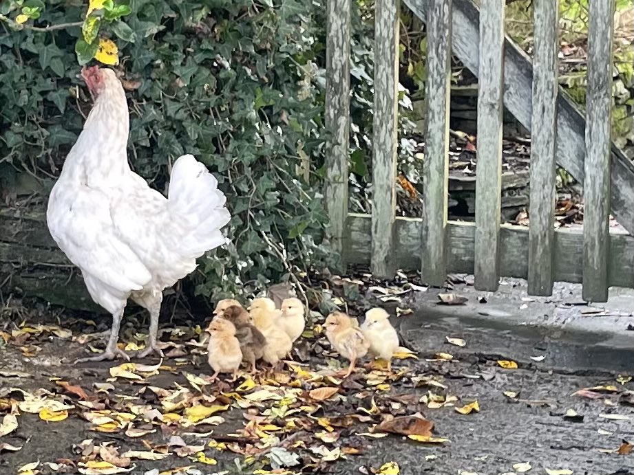 So…we left these last week 🪺 and came back to this!! 🐣 
#Happiness #traveltips #sundayvibes