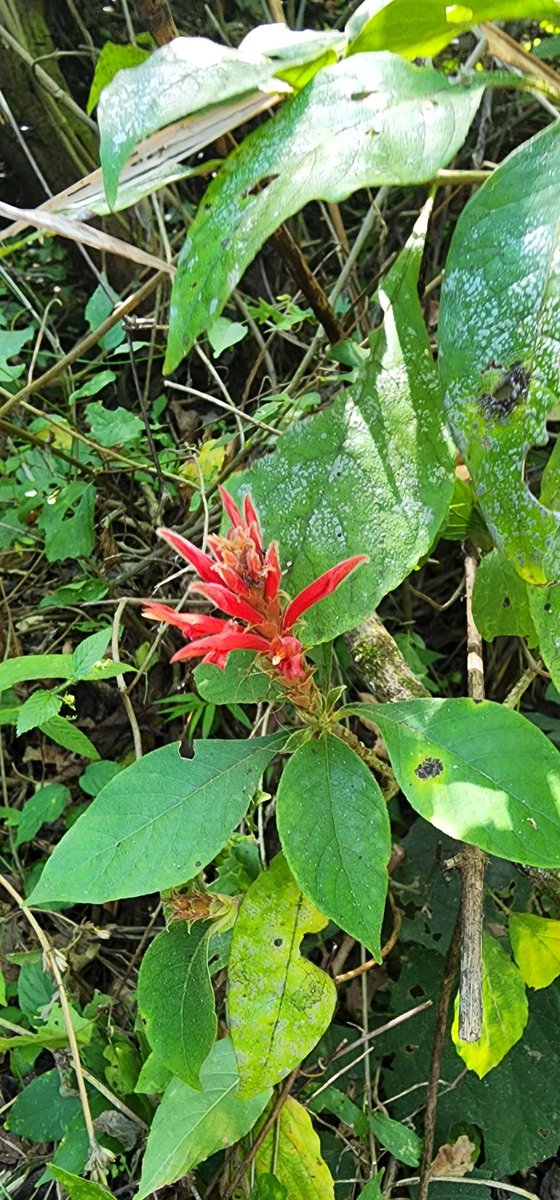 #Domingo Regresando de disfrutar Ecosendero en @EAPZamorano con Presidente de @AveHonduras Oliver Kromar (Profesor de la carrera de Ambiente y Desarrollo en @EAPZamorano) y con @horacio_rv y @nahueloddone