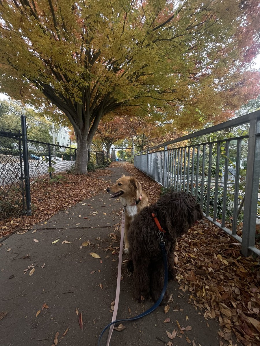 Quick walk before we watch #Seahawks game!