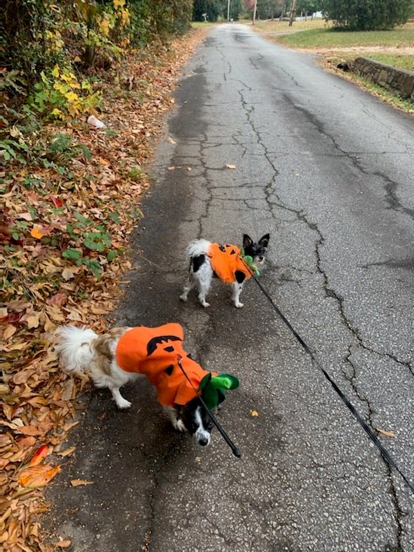 Bebes_Scrubs's tweet photo. Meadow and River are Bebe's little pumpkins ❤️❤️❤️❤️❤️ https://t.co/654iL6s7Rw