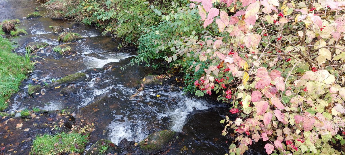 Sich am Herbst erfreuen – trotz allem!