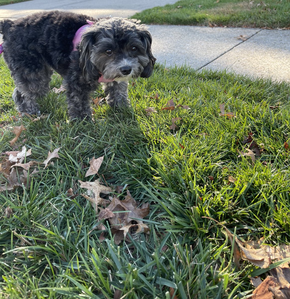 Me is giving these swirling brown zombs a hard stare. Mama calls them “autumn leaves”, but me is taking no chances on today’s pawtrol #ZSHQ #dogsoftwitter #DogsOnTwitter #dogs #AutumnVibes