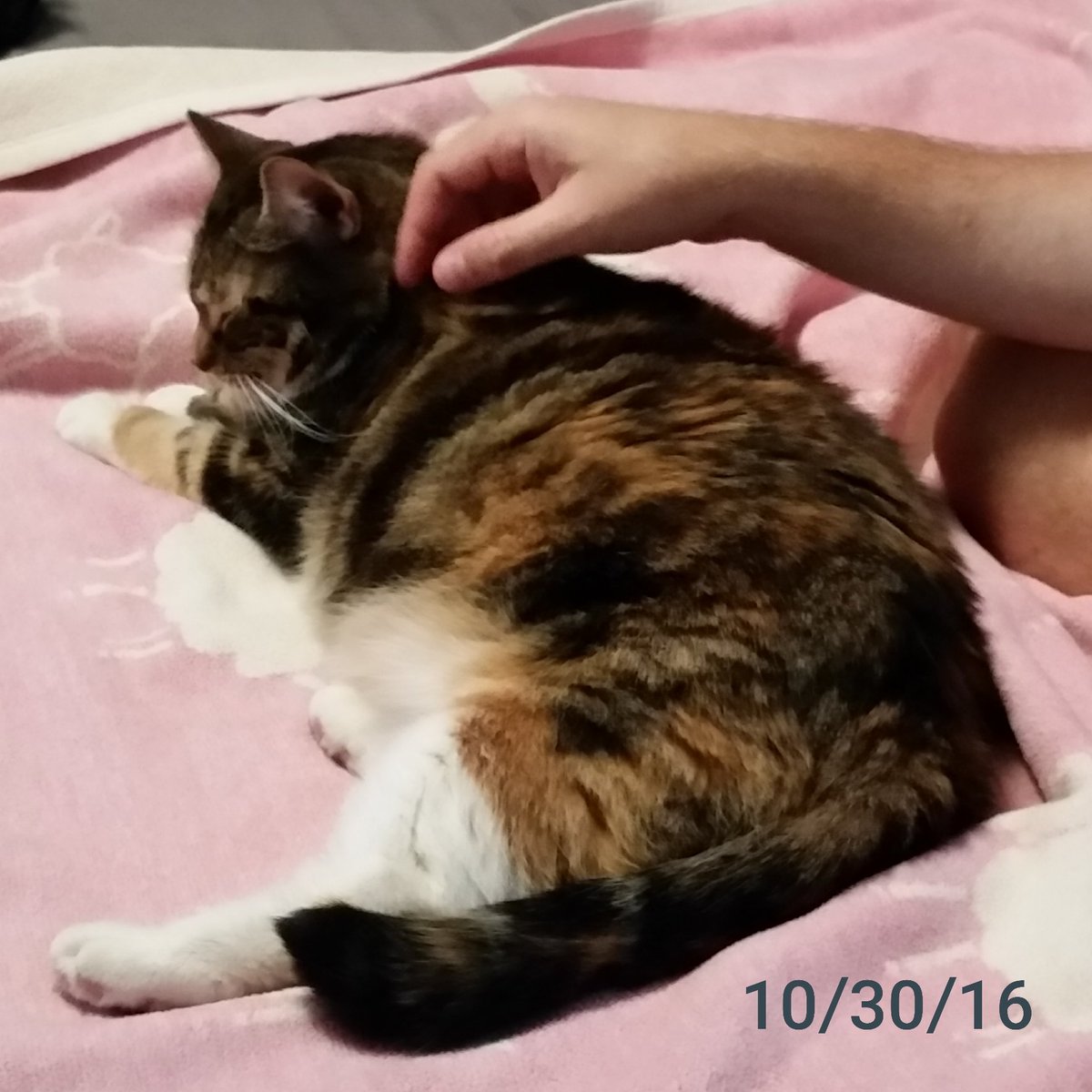 sarahrdynan's tweet photo. Happy Gotcha Day to our sweet lady Torby (neé Sandy). Sunday 10/30/16, we went to @MspcaAngell Adoption Center to meet kitties, see if anybody clicked, and there was this gorgeous elderly lady who stole our hearts.@douglascgardner #ThenAndNow #AdoptDontShop #AdoptSeniorPets https://t.co/fkEIfyqNqT