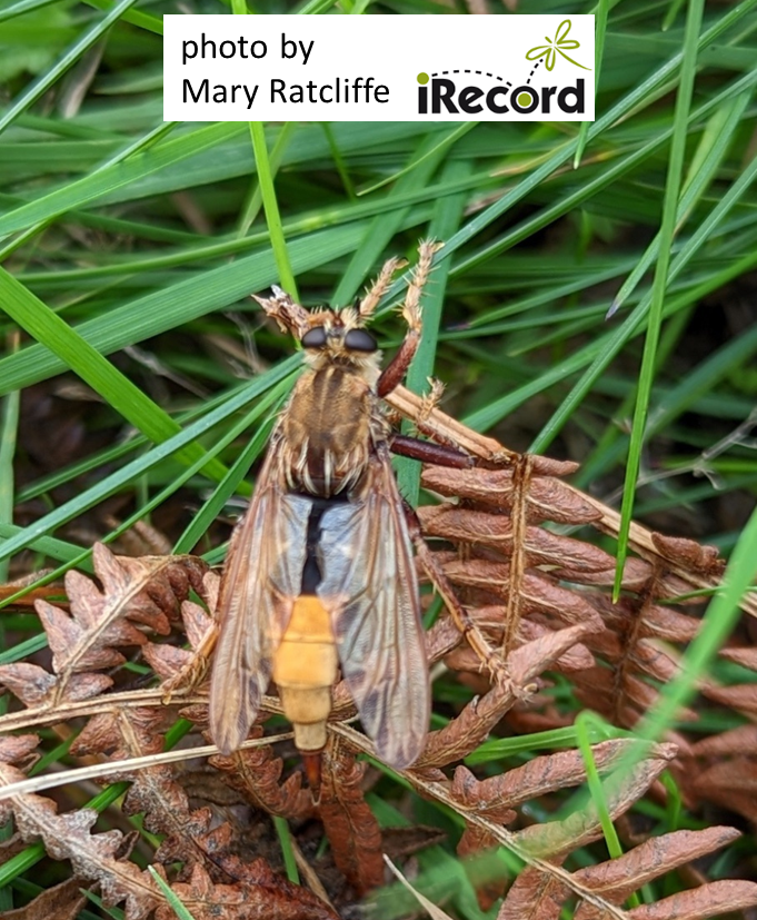 This is a very special Hornet Robberfly: it was seen by Mary Ratcliffe on Saturday 30 Oct (latest ever sighting) in the north Wales vice-county Denbighshire (new for the vice-county) 😯🤩