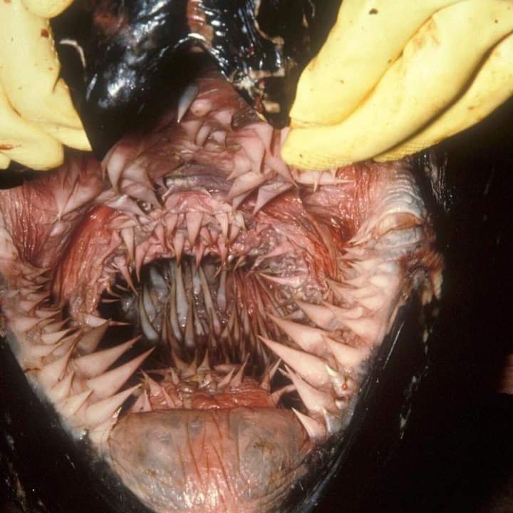 Así se ve la boca de una tortuga marina (laúd) por dentro. 🤯