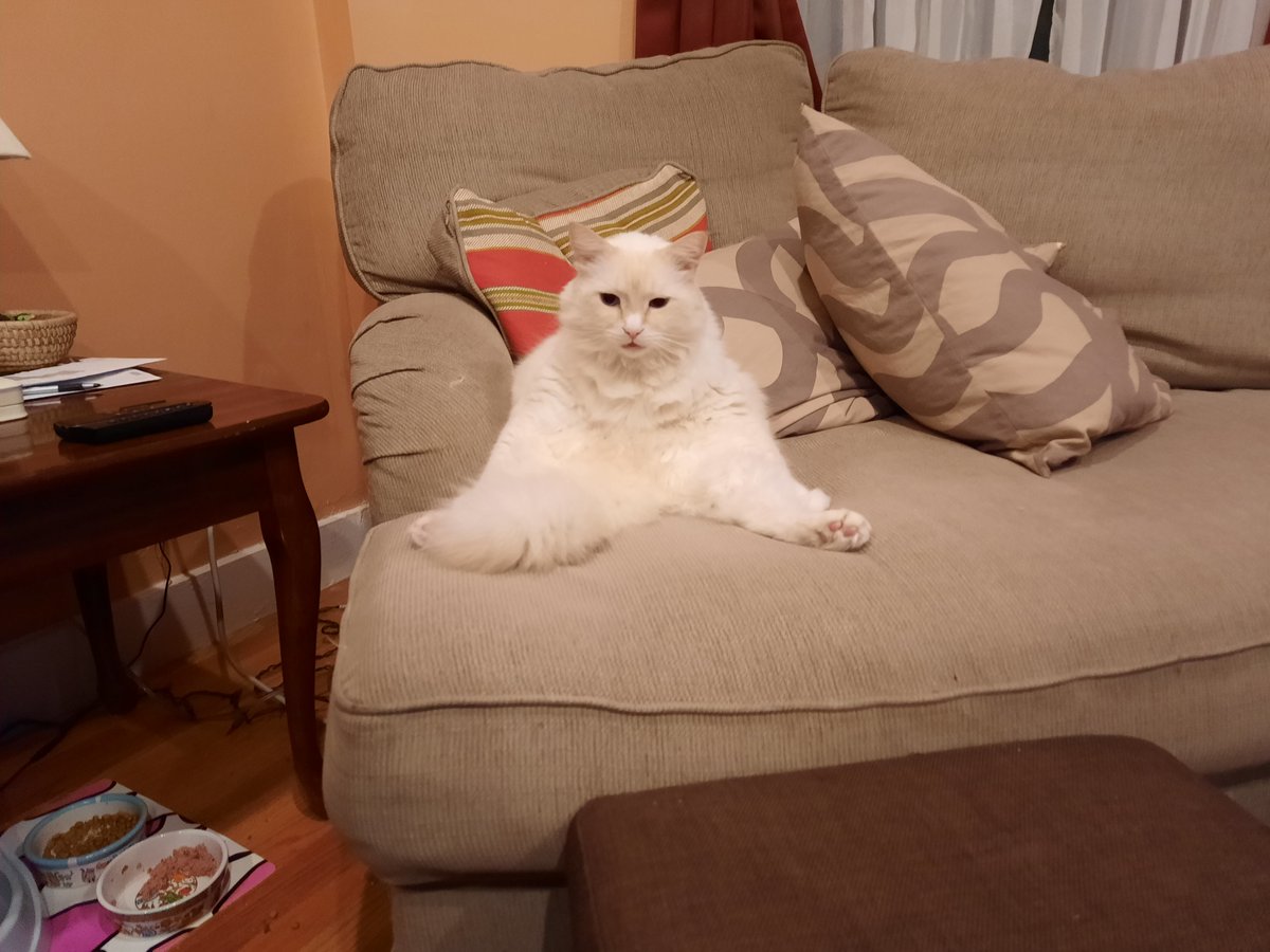 Fuzzicle's tweet image. Catspreading