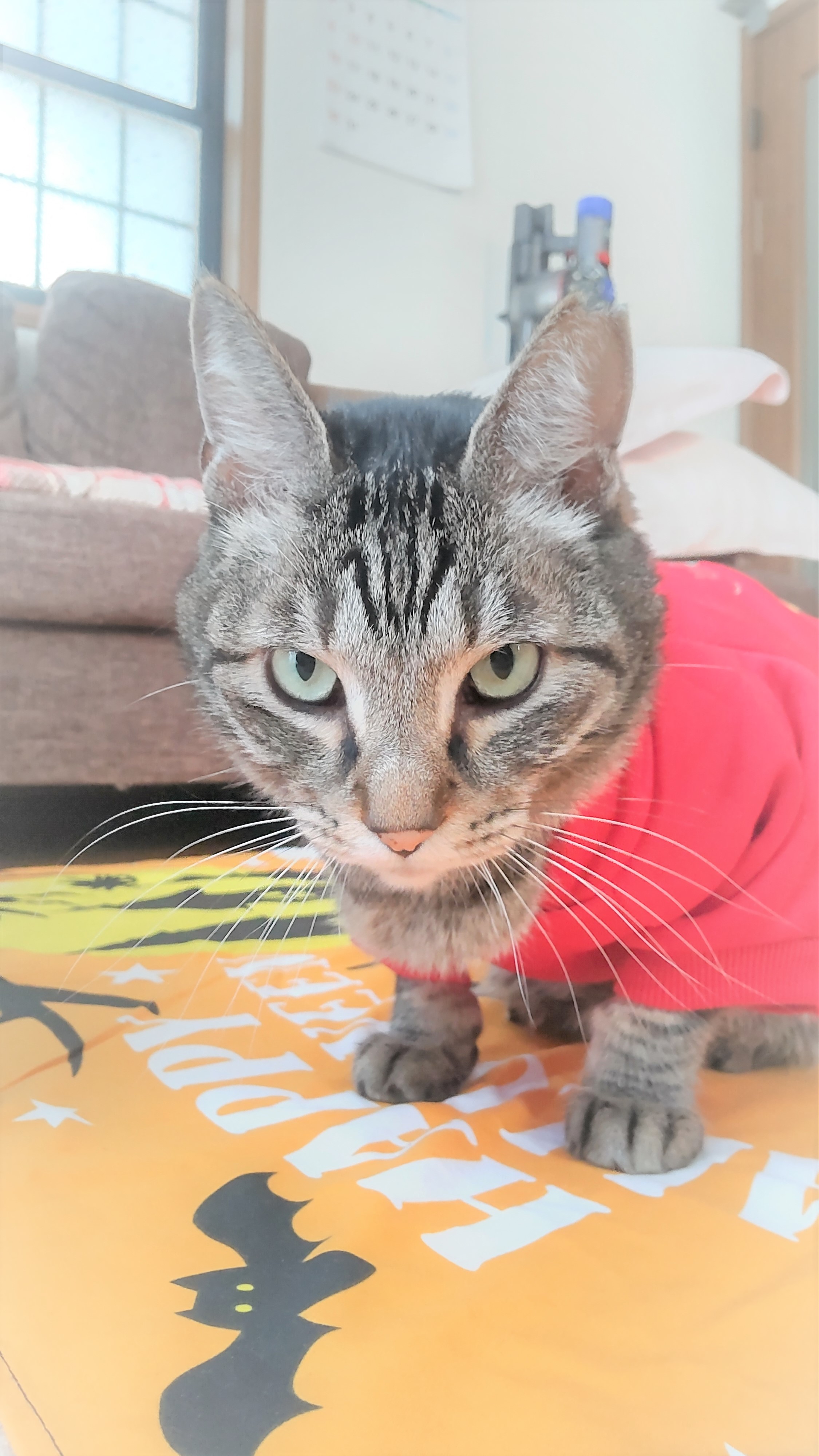 みーちゃん様❤ゴールデンレトリバー 陸亀 箸置き♡箸置き台 キジトラ猫