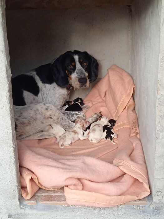 DelavegaPepita's tweet photo. L'ASSO 4 Pat' pour 2 mains
ORGANISE 1 VIDE GRENIER
LE 13 NOVEMBRE DE 7 à 13H à SIMIANE 13
au profit de TARA et ses BB 🥰 💖💖
VENEZ NOMBREUX 🍀🍀
Des choses dont vous n avez + besoin ? Vous pouvez les déposer au 341 chemin de la mègre à Mimet.🙏
#Simiane #BouchesduRhône https://t.co/om691D8RaP