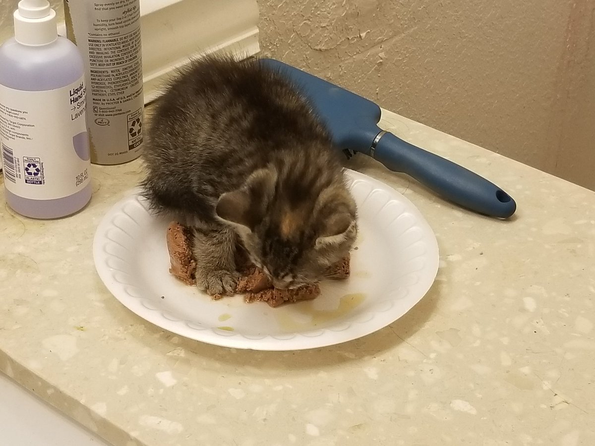 GUYS THIS NOT A DRILL

I FOUND A KITTEN IN MY CAR'S ENGINE

THIS SWEET BABY TOOK A WHILE TO SAVE BUT HERE THEY ARE IN MY BATHROOM