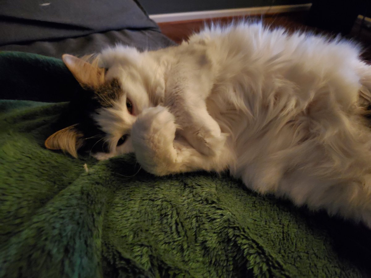CatMomSays's tweet photo. Mom is watching scary movies, but they don't scare me! #ScaredyCat #CatMom #CatMomSays #HalloweenKitty #FloofyKitty #FloofForDays #FlawlessNotClawless #CatsOfTwitter #CatsOnTwitter #Cats #Cat https://t.co/Nuiurg8cvP