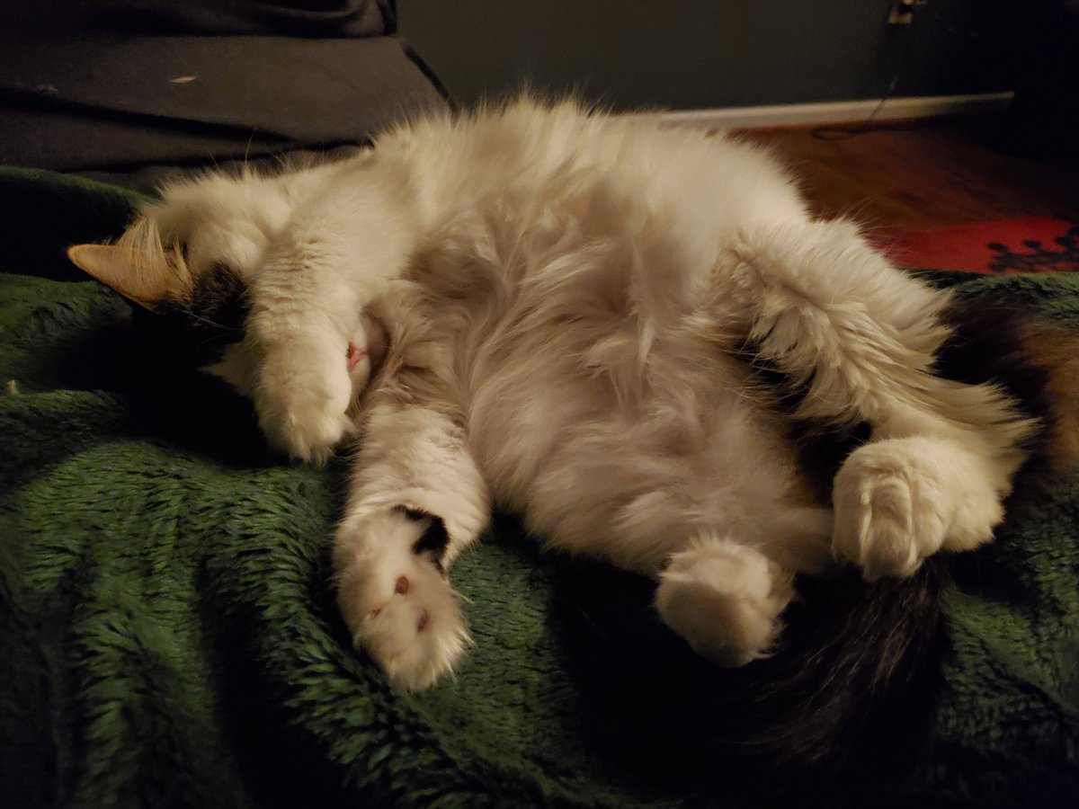 CatMomSays's tweet photo. Mom is watching scary movies, but they don't scare me! #ScaredyCat #CatMom #CatMomSays #HalloweenKitty #FloofyKitty #FloofForDays #FlawlessNotClawless #CatsOfTwitter #CatsOnTwitter #Cats #Cat https://t.co/Nuiurg8cvP