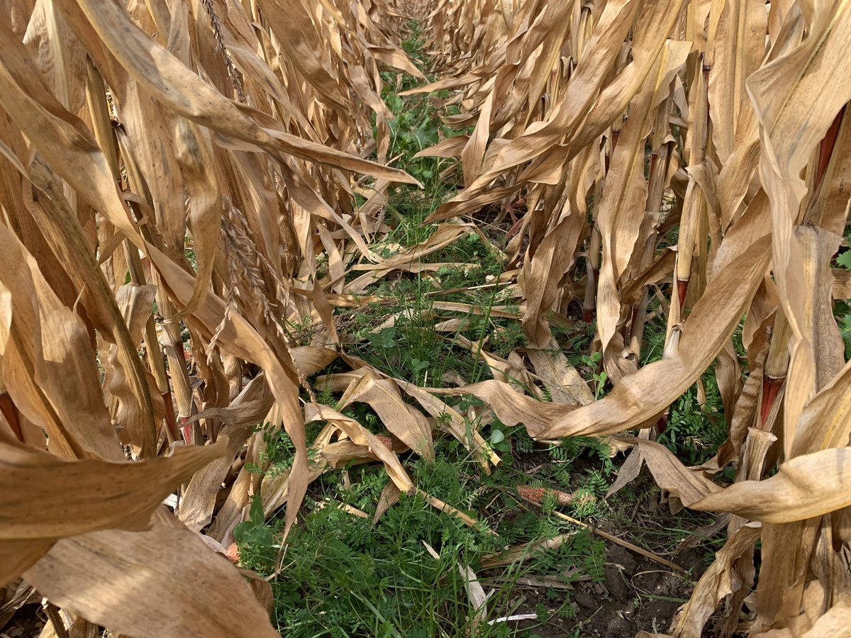 Promising looking interseeding this year.