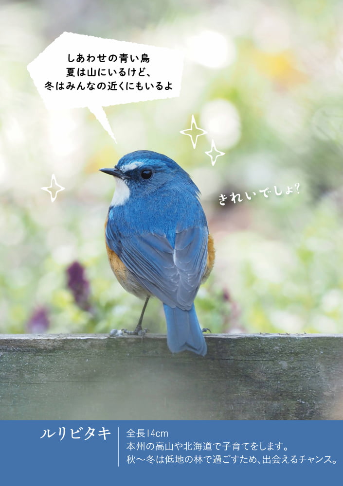 日本野鳥の会 お散歩ひなこ (@wbsj_fukyu) / Twitter