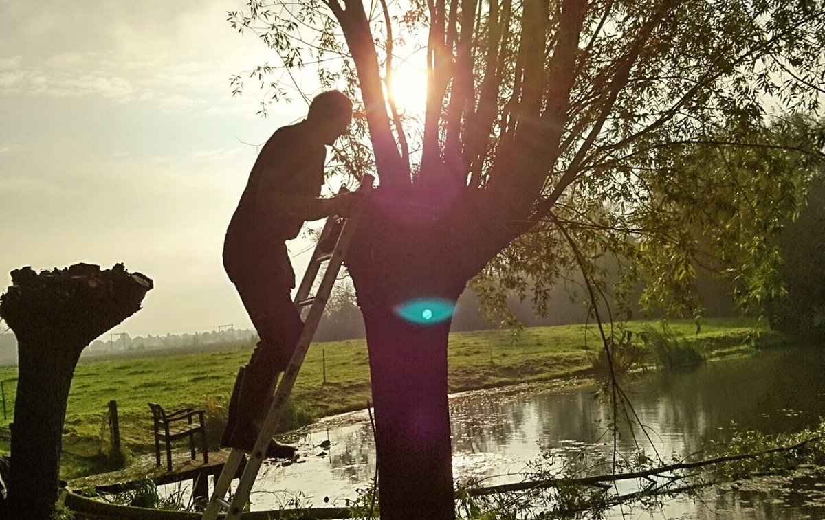 nieuwsuitwijhe's tweet photo. IVN Olst-Wijhe gaat wilgen knotten. Help je mee? #Wijhe #Olst #wilgen #knotten #natuur #landschap https://t.co/VCapecB2By https://t.co/doBSLcdUiq