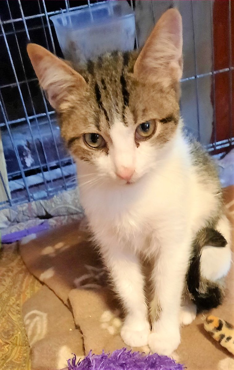 unonlus's tweet photo. Brontolo 2 mesi e mezzo salvato dalla strada da Teresa
UADA Delegazione ISCHIA
https://t.co/sVZt2uidbA
Obbligo di sterilizzazione.
Si affida in sicurezza, dopo colloquio conoscitivo.
Contatti su messanger
https://t.co/lDQSu3tT1z
oppure Ifc.teresa@gmail.com https://t.co/9VonbuuJTo