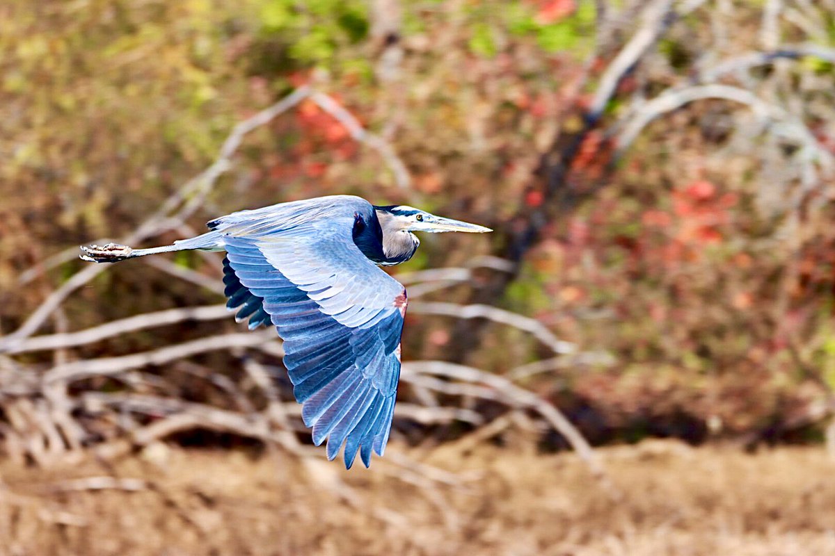 A Blue Heron a day, 
keeps the doctor away 🤣
#nature #bird #photo #birdoftheyear2022