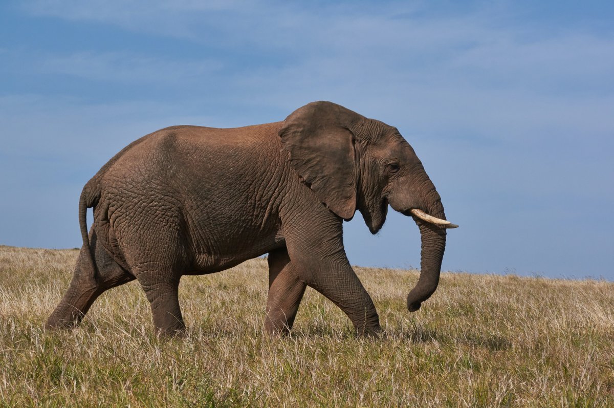 Born Free Foundation tweet media