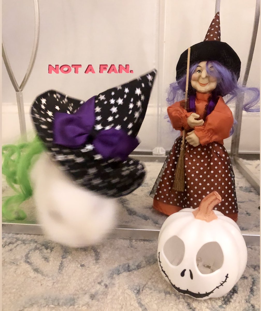 Magic the Bunny tweet media