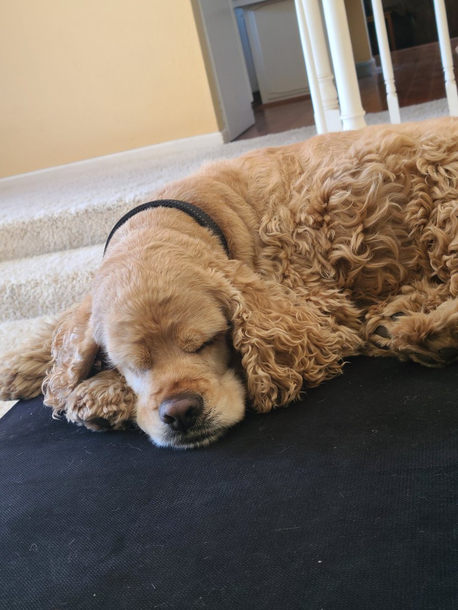 GToddDavis1's tweet photo. Sunday afternoon vibes. https://t.co/XQcvet68pR