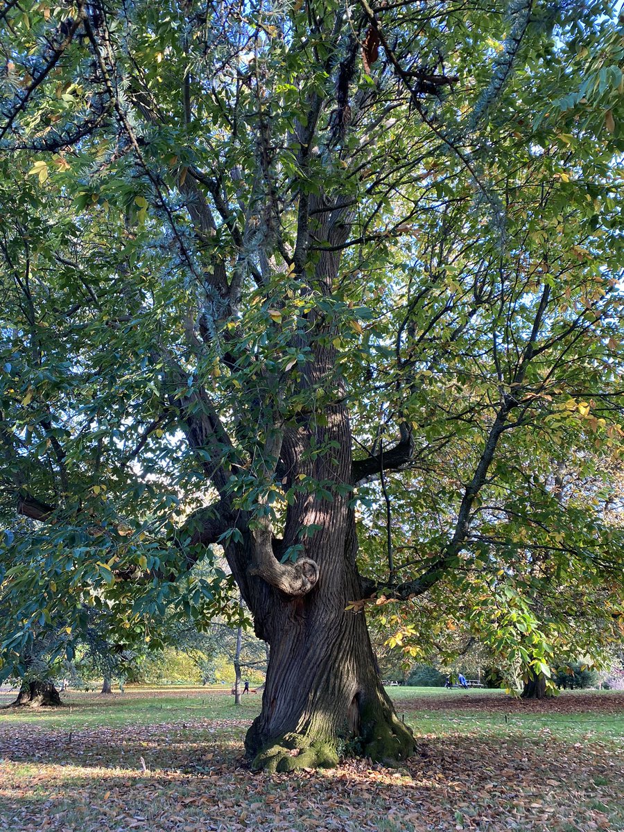 DrRCrossland's tweet photo. After a couple of #365DaysWild with separate #WildBeanAdventures, days 181-2 involved whole-family trips out! A short afternoon spell at @MottisfontNT on Fri: lovely #autumn colours, light & shadows (photos). Out around town & by the river on Sat with some rain. https://t.co/23UZSjIb0W