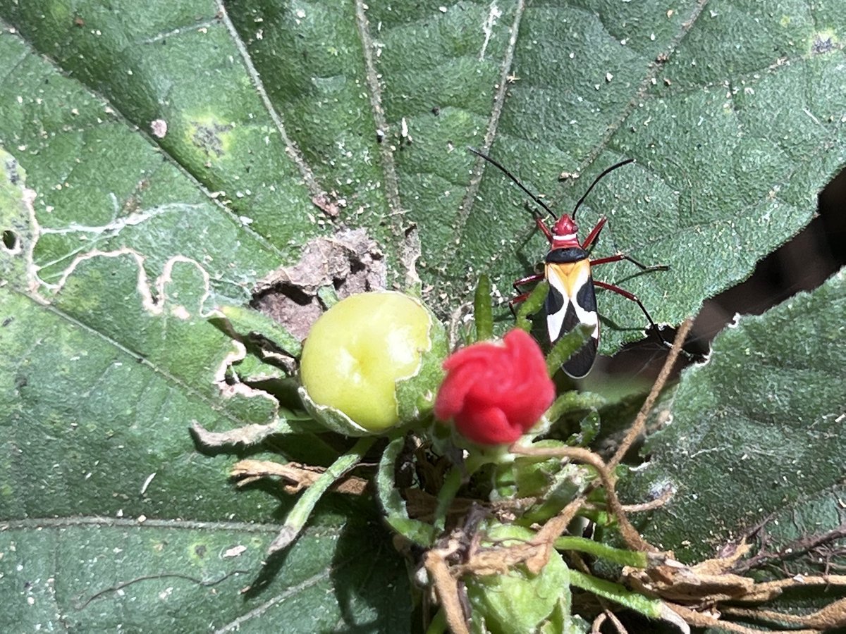 El Ecosendero del #Zamorano #Honduras fue construido para observar la vida silvestre Para conocer las especies de flora y fauna accedes por un QR code en iNaturalist.org y reportas las especies @inaturalist ¿Conoces la #mariposa de alas transparentes Greta Oto? #ODS15